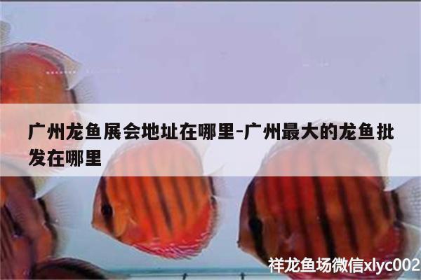 广州龙鱼展会地址在哪里:广州最大的龙鱼批发在哪里 龙鱼批发