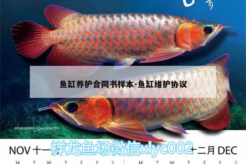 鱼缸养护合同书样本:鱼缸维护协议