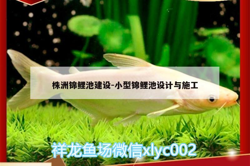 株洲锦鲤池建设:小型锦鲤池设计与施工 观赏鱼批发