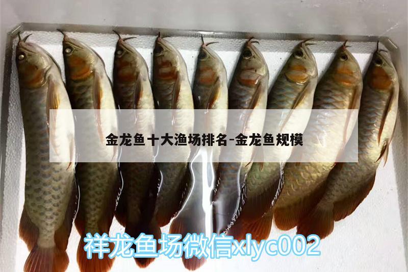 金龙鱼十大渔场排名:金龙鱼规模 热带鱼鱼苗批发