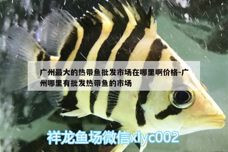 广州最大的热带鱼批发市场在哪里啊价格:广州哪里有批发热带鱼的市场 朱巴利鱼