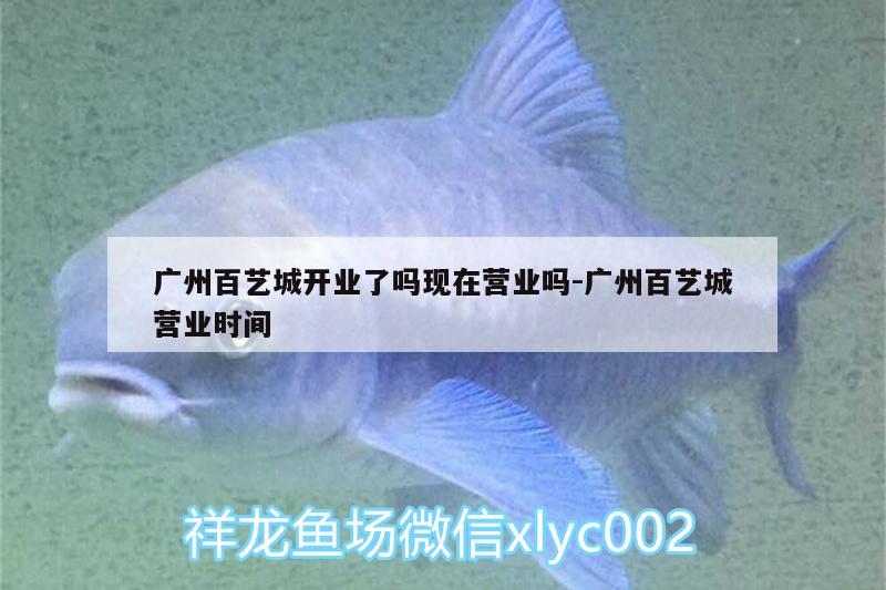 广州百艺城开业了吗现在营业吗:广州百艺城营业时间 黑帝王魟鱼