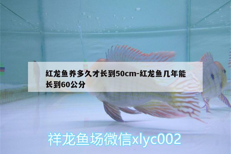 红龙鱼养多久才长到50cm:红龙鱼几年能长到60公分 红头利鱼