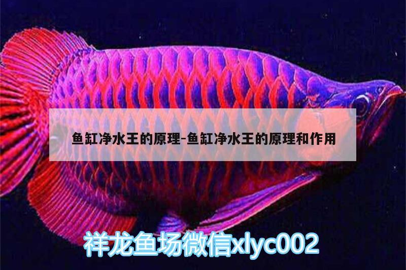 鱼缸净水王的原理:鱼缸净水王的原理和作用 广州龙鱼批发市场