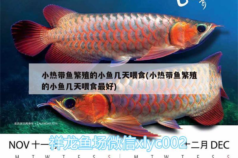 小热带鱼繁殖的小鱼几天喂食(小热带鱼繁殖的小鱼几天喂食最好) 肺鱼