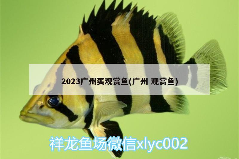 2023广州买观赏鱼(广州观赏鱼)