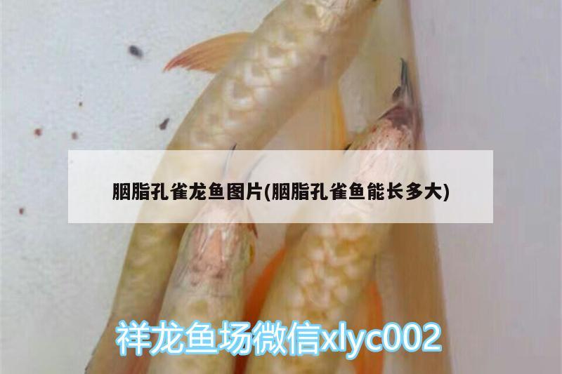 胭脂孔雀龙鱼图片(胭脂孔雀鱼能长多大) 胭脂孔雀龙鱼