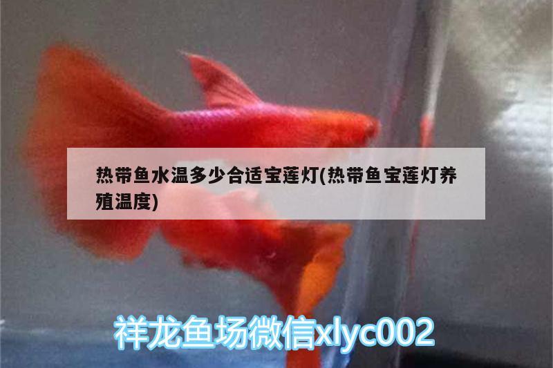 热带鱼水温多少合适宝莲灯(热带鱼宝莲灯养殖温度) 印尼红龙鱼