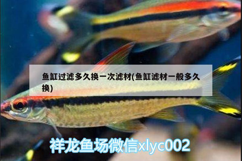 鱼缸过滤多久换一次滤材(鱼缸滤材一般多久换) 广州观赏鱼鱼苗批发市场
