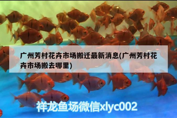 广州芳村花卉市场搬迁最新消息(广州芳村花卉市场搬去哪里) 黄金河虎鱼