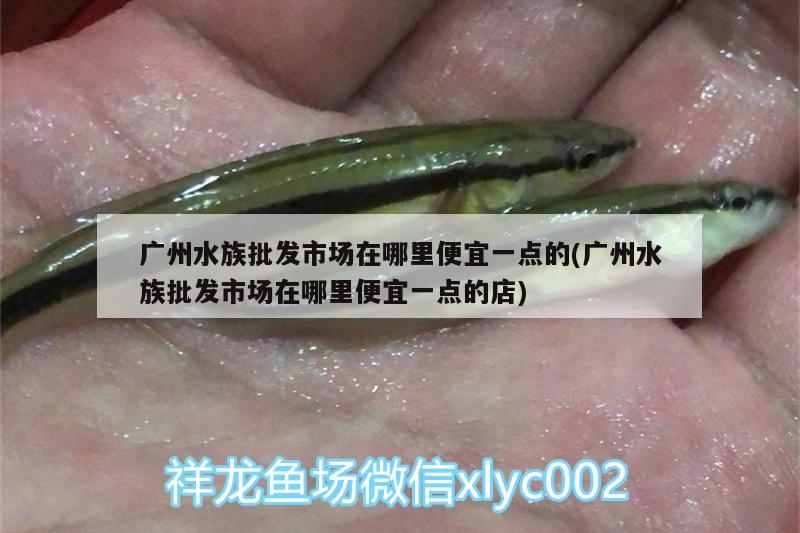 广州水族批发市场在哪里便宜一点的(广州水族批发市场在哪里便宜一点的店) 观赏鱼水族批发市场