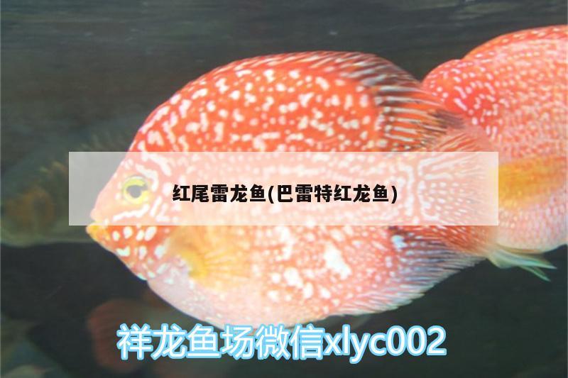 红尾雷龙鱼(巴雷特红龙鱼) 福魟魟鱼
