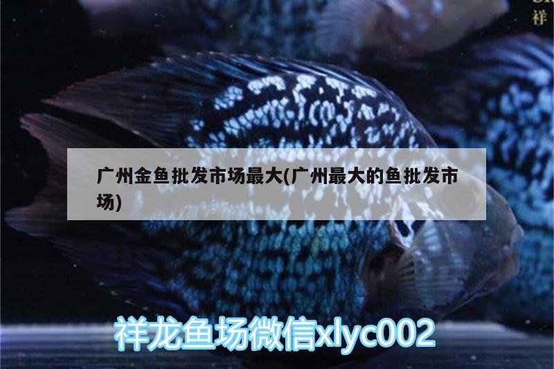 广州金鱼批发市场最大(广州最大的鱼批发市场) 高背金龙鱼