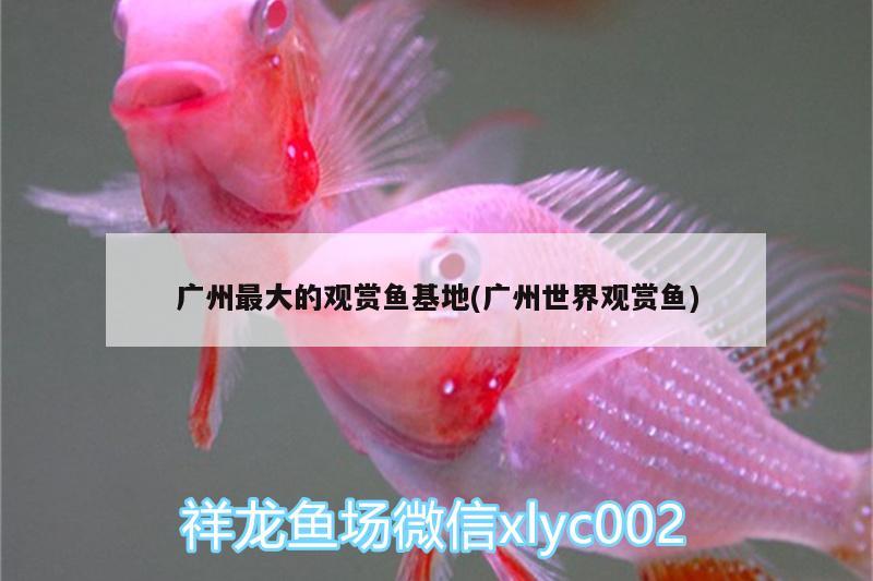 广州最大的观赏鱼基地(广州世界观赏鱼) 赤荔凤冠鱼