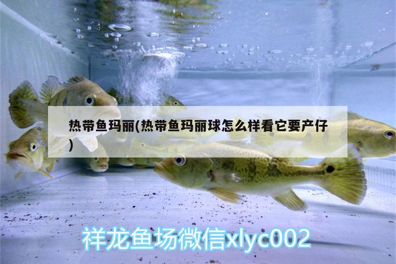 热带鱼玛丽(热带鱼玛丽球怎么样看它要产仔) 红白锦鲤鱼