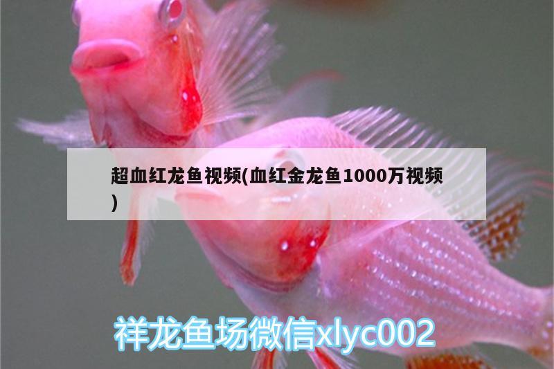 超血红龙鱼视频(血红金龙鱼1000万视频) 超血红龙鱼