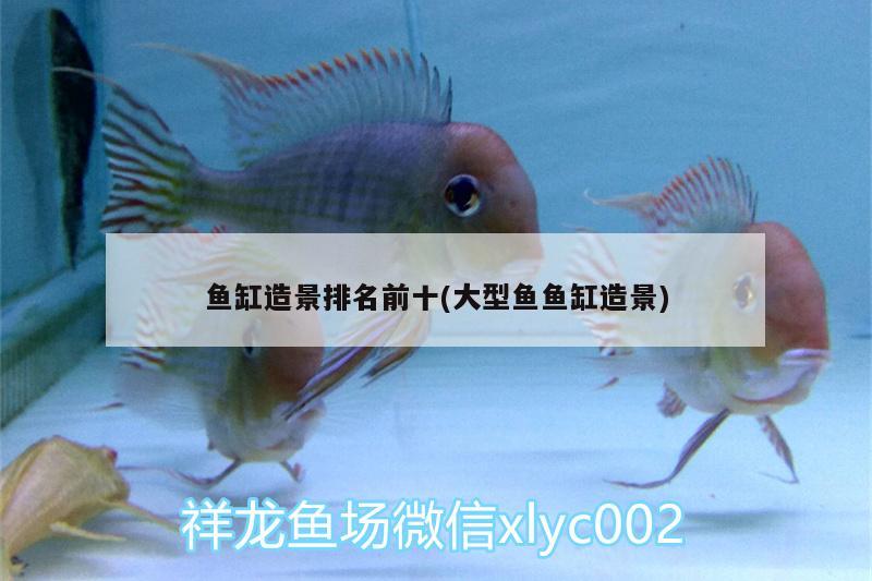 鱼缸造景排名前十(大型鱼鱼缸造景) 广州水族器材滤材批发市场 第2张