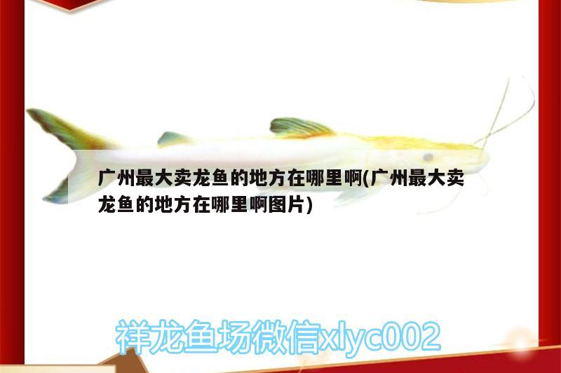 广州最大卖龙鱼的地方在哪里啊(广州最大卖龙鱼的地方在哪里啊图片) 充氧泵