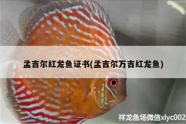 孟吉尔红龙鱼证书(孟吉尔万吉红龙鱼) 广州孟吉尔