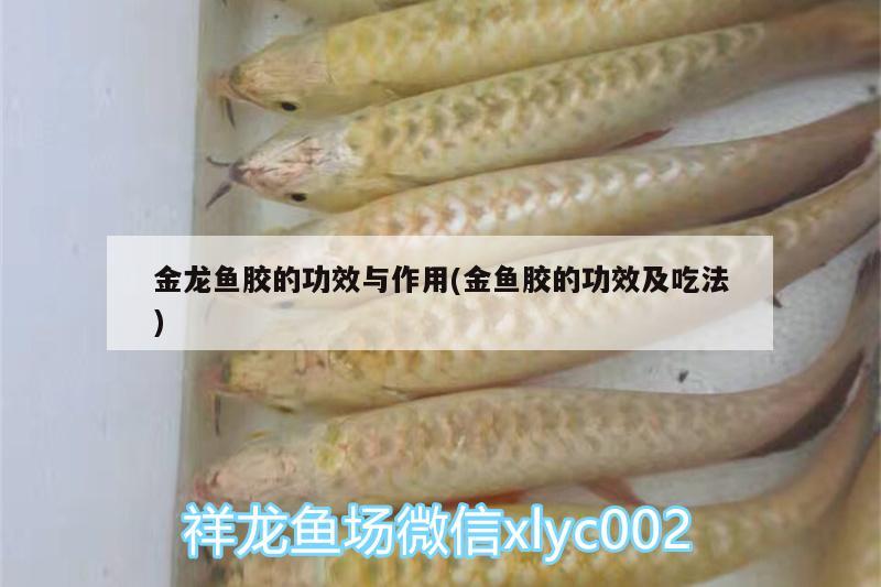 金龙鱼胶的功效与作用(金鱼胶的功效及吃法) 白子黄化银龙鱼