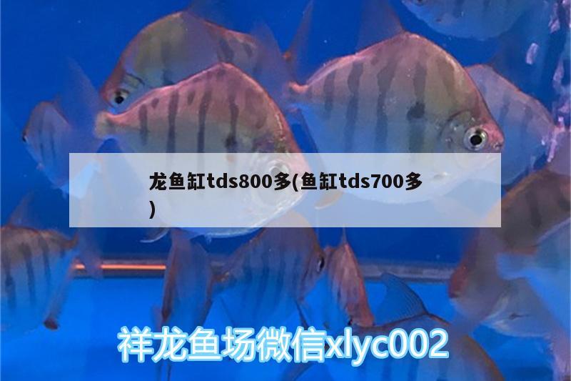 龙鱼缸tds800多(鱼缸tds700多)