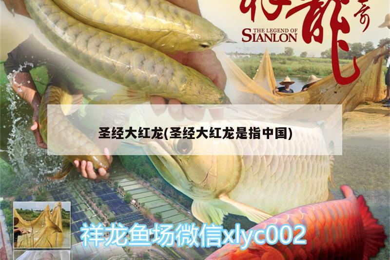 圣经大红龙(圣经大红龙是指中国) 黄金眼镜蛇雷龙鱼