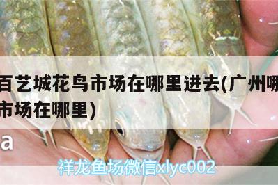 广州百艺城花鸟市场在哪里进去(广州哪里有花鸟市场在哪里) 七彩神仙鱼