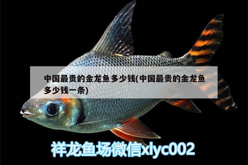 中国最贵的金龙鱼多少钱(中国最贵的金龙鱼多少钱一条) 野彩鱼