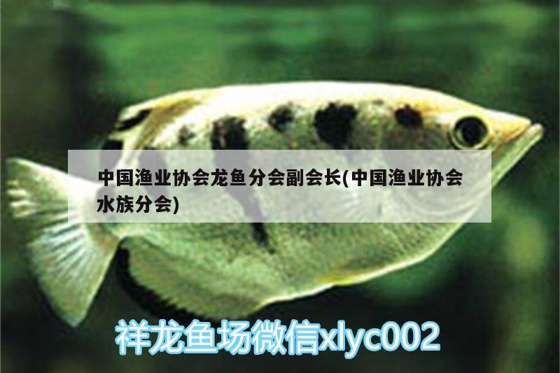 中国渔业协会龙鱼分会副会长(中国渔业协会水族分会)