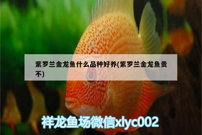 紫罗兰金龙鱼什么品种好养(紫罗兰金龙鱼贵不) 高背金龙鱼