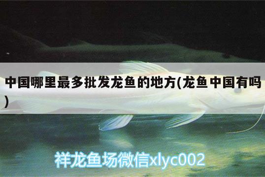 中国哪里最多批发龙鱼的地方(龙鱼中国有吗) 黑云鱼