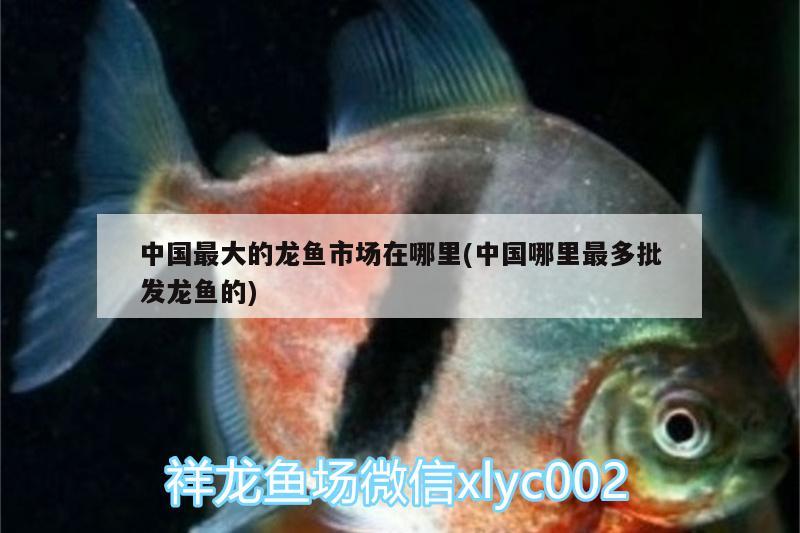 中国最大的龙鱼市场在哪里(中国哪里最多批发龙鱼的) 鱼粮鱼药