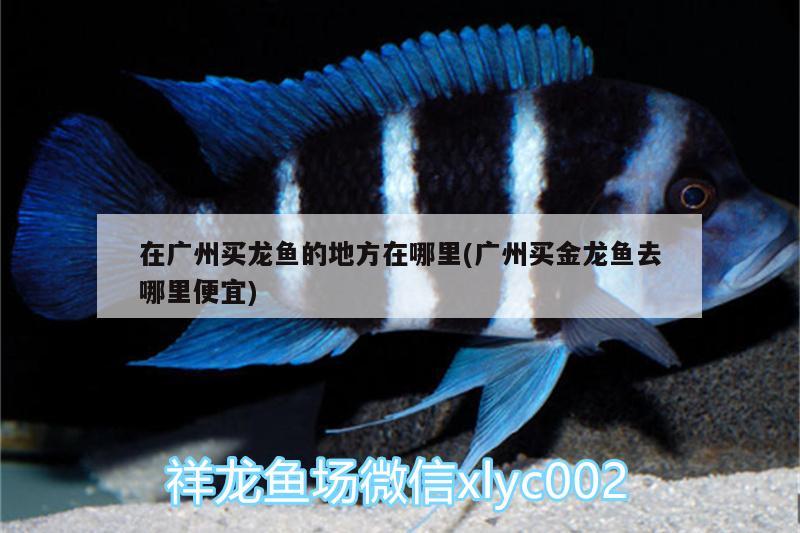 在广州买龙鱼的地方在哪里(广州买金龙鱼去哪里便宜) 水温计