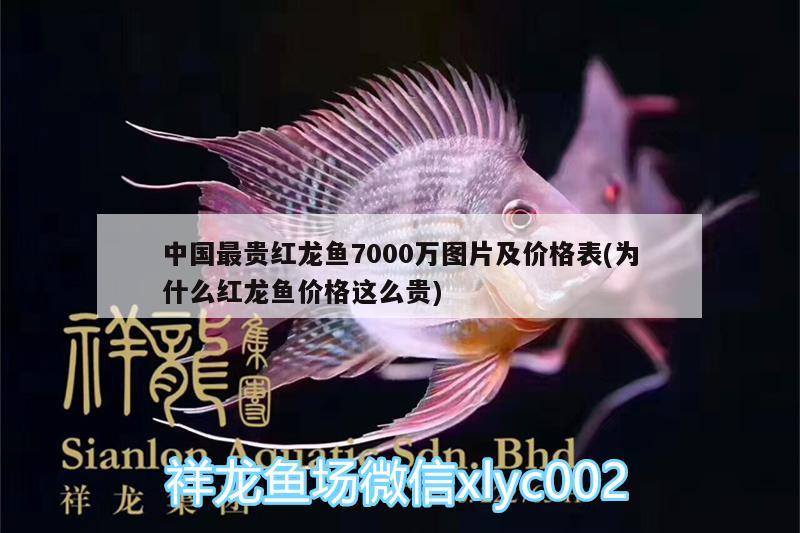 中国最贵红龙鱼7000万图片及价格表(为什么红龙鱼价格这么贵)