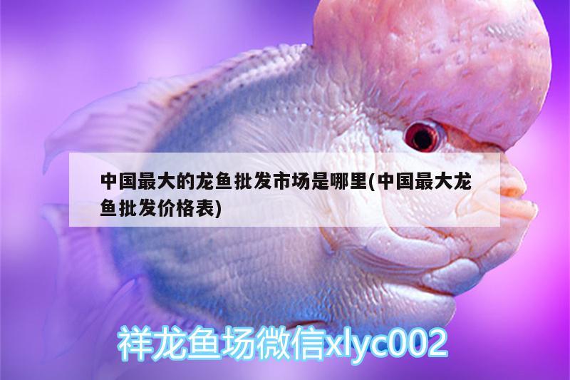 中国最大的龙鱼批发市场是哪里(中国最大龙鱼批发价格表) 龙鱼批发