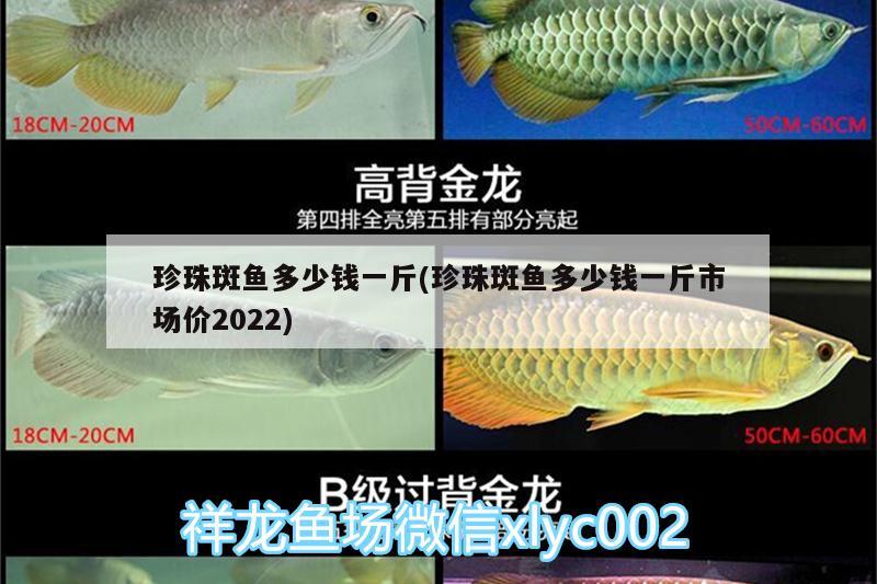 珍珠斑鱼多少钱一斤(珍珠斑鱼多少钱一斤市场价2022) 战车红龙鱼
