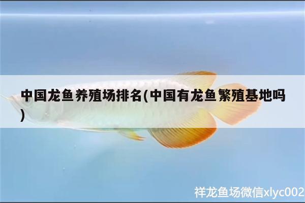 中国龙鱼养殖场排名(中国有龙鱼繁殖基地吗) 野生埃及神仙鱼
