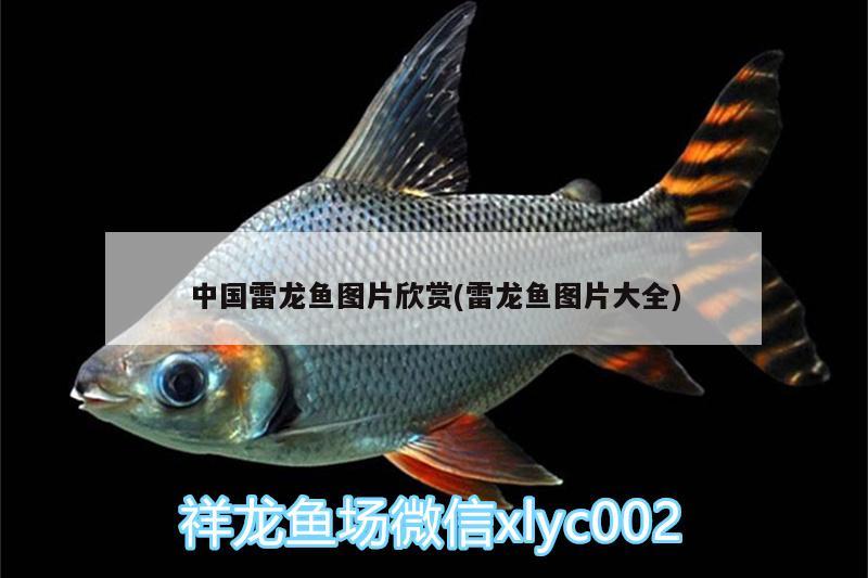 中国雷龙鱼图片欣赏(雷龙鱼图片大全)