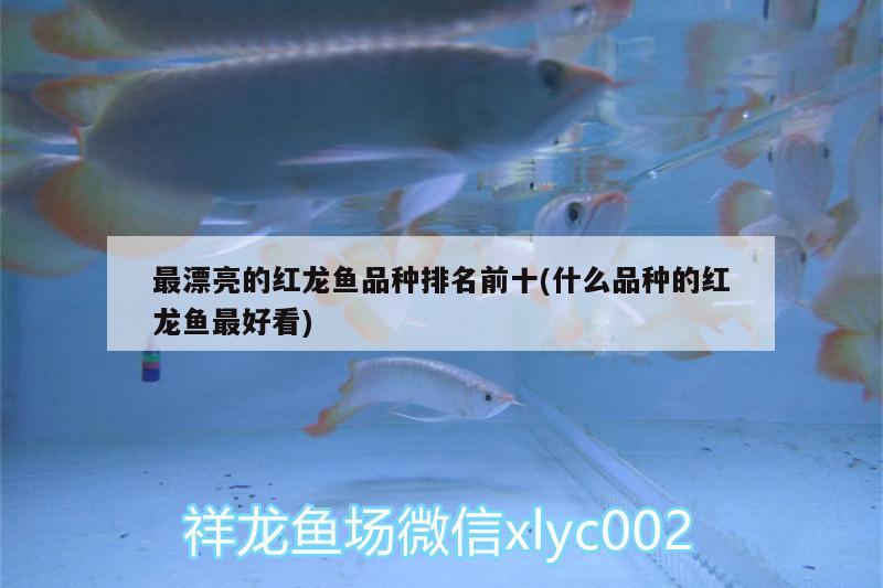 最漂亮的红龙鱼品种排名前十(什么品种的红龙鱼最好看) 福魟魟鱼