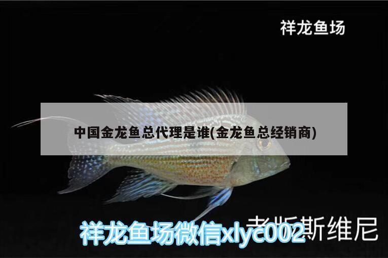 中国金龙鱼总代理是谁(金龙鱼总经销商) 金头过背金龙鱼