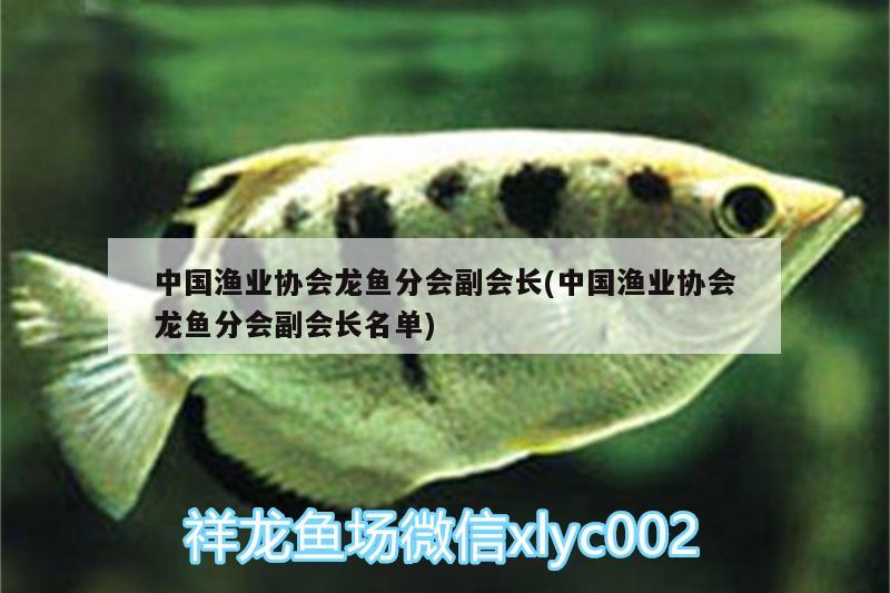 中国渔业协会龙鱼分会副会长(中国渔业协会龙鱼分会副会长名单) 月光鸭嘴鱼