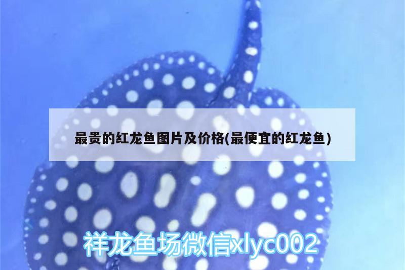 最贵的红龙鱼图片及价格(最便宜的红龙鱼) 广州观赏鱼鱼苗批发市场