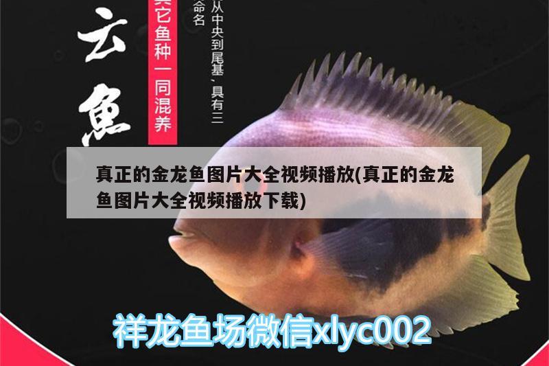 真正的金龙鱼图片大全视频播放(真正的金龙鱼图片大全视频播放下载) 广州水族批发市场