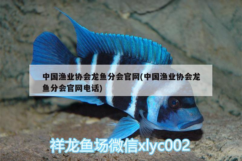 中国渔业协会龙鱼分会官网(中国渔业协会龙鱼分会官网电话) 水草