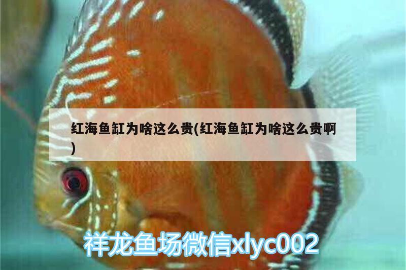 红海鱼缸为啥这么贵(红海鱼缸为啥这么贵啊) 大湖红龙鱼