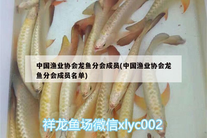 中国渔业协会龙鱼分会成员(中国渔业协会龙鱼分会成员名单) 七纹巨鲤鱼