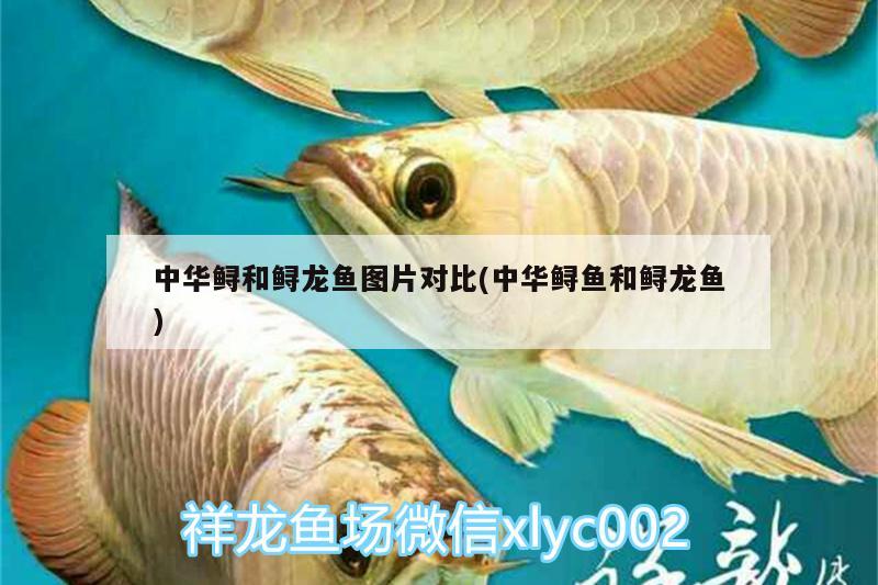 中华鲟和鲟龙鱼图片对比(中华鲟鱼和鲟龙鱼) 广州观赏鱼鱼苗批发市场