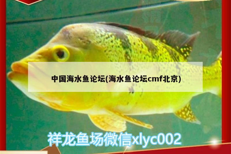 中国海水鱼论坛(海水鱼论坛cmf北京) 海水鱼