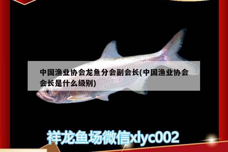 中国渔业协会龙鱼分会副会长(中国渔业协会会长是什么级别)