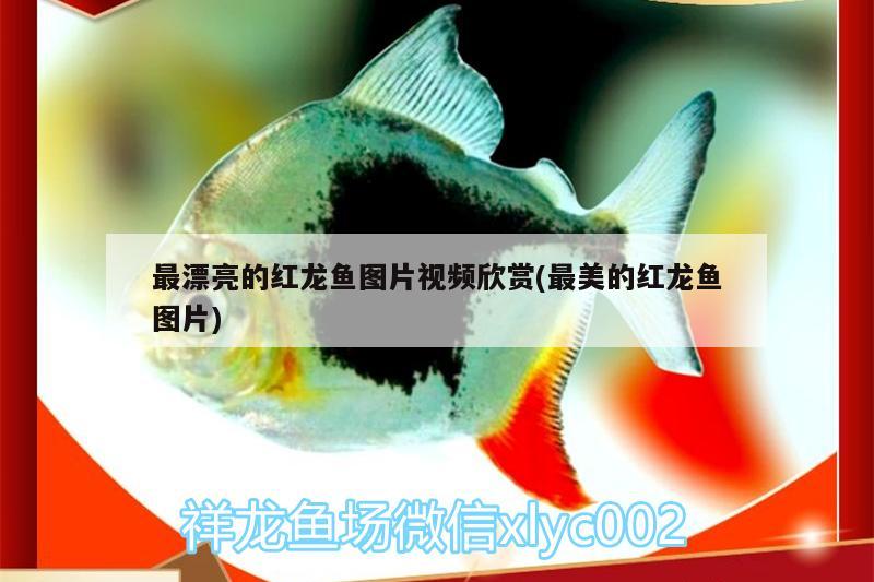 最漂亮的红龙鱼图片视频欣赏(最美的红龙鱼图片) 丹顶锦鲤鱼